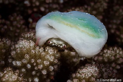 Speedy sponge crab in Wakatobi by Elaine Wallace 